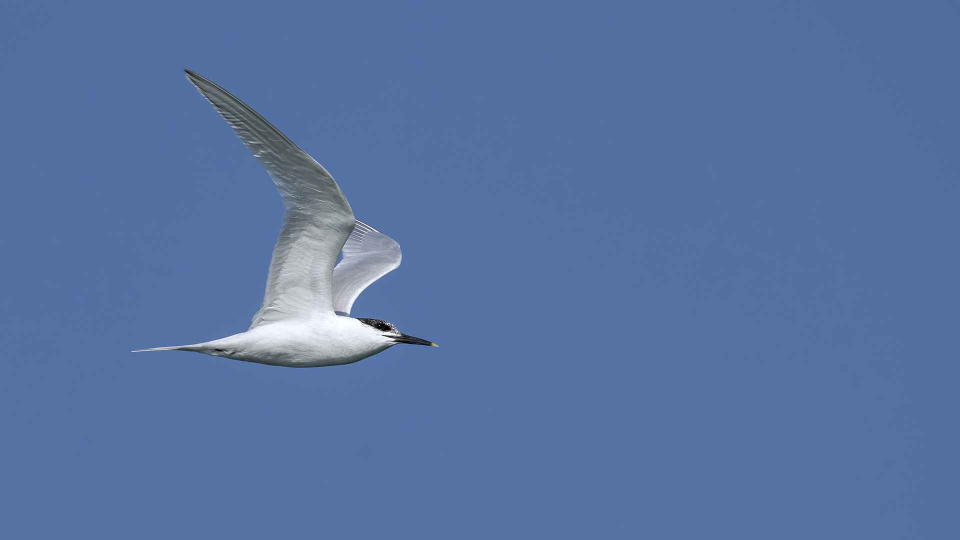 Sandwich Tern